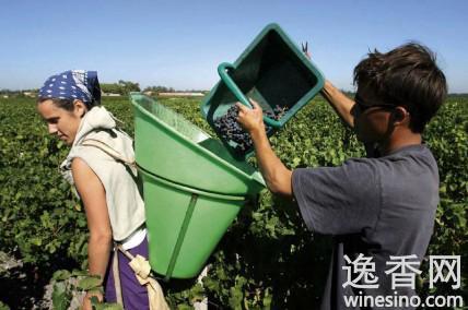 波尔多2012年份——“酿酒师年份”