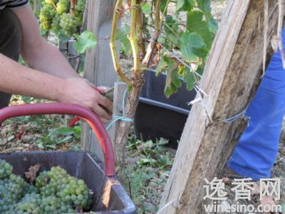 波尔多白葡萄品种采收开始(图)