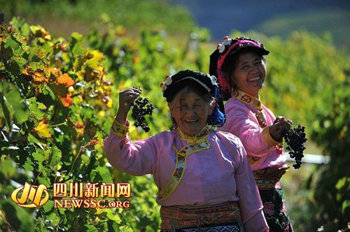 神沟九寨红高山葡萄酒文化节阿坝州小金开幕