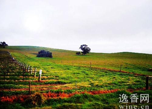 澳洲葡萄酒抢占中国市场打响品牌文化头战