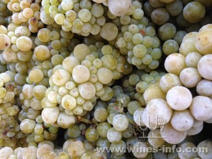 西澳玛格丽特河产区酿酒师人工降温酿“冰酒”