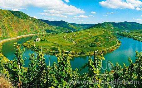 德国葡萄酒存量达历史最低点需求高涨推升价格