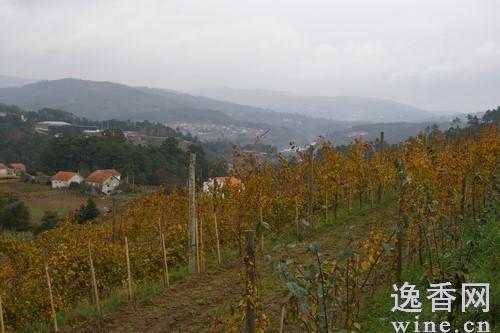 葡萄牙VinhoVerde绿酒法定产区知多少(图)