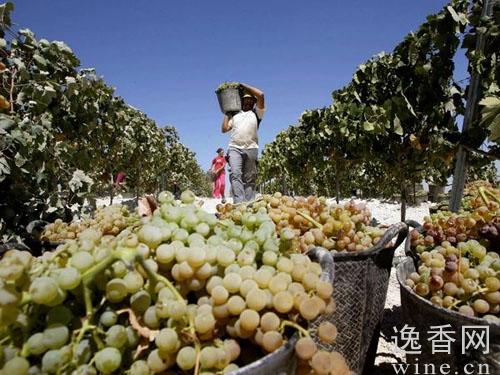 揭秘手工葡萄酒:怎样完成酿造的?(图)