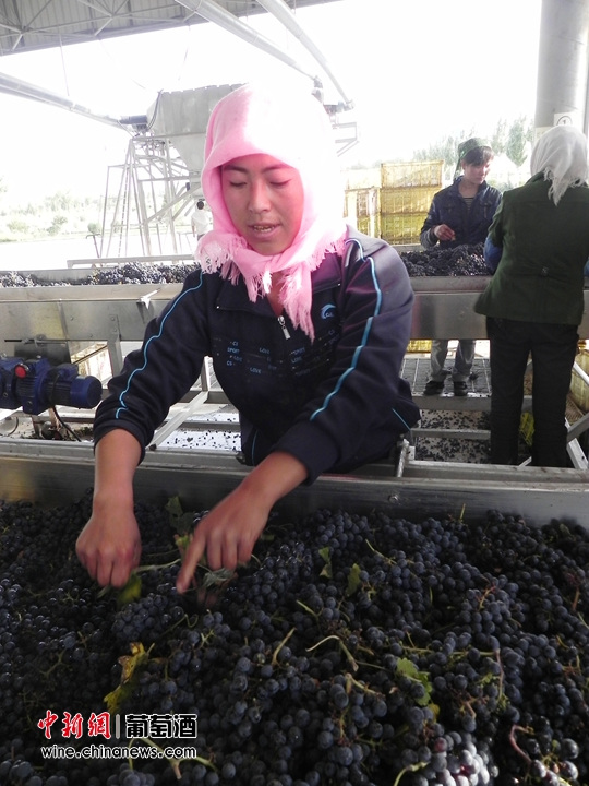 德国电视一台记者专访张裕摩塞尔十五世酒庄