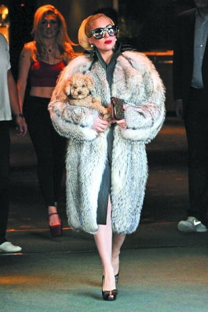 LadyGaGa酷热天穿皮毛大衣“学”贵妇抱爱犬出行