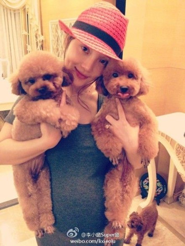 李小璐7月大肚抱萌犬引孕妇可否养狗热议(图)