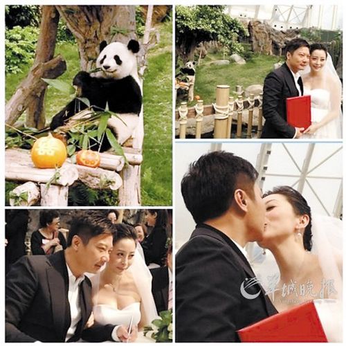 钱嘉乐汤盈盈注册结婚大熊猫乐乐和盈盈现场见证