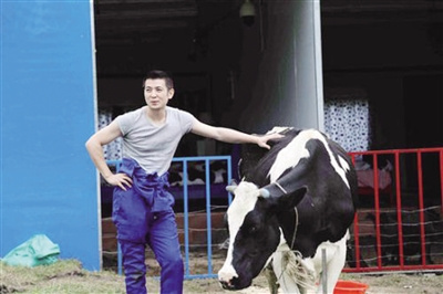 保剑锋录节目与牛同住衣物被溅脏愤怒离场(图)