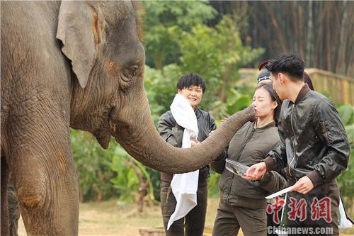 倪妮与大象一起吹气球玩耍主动亲吻象鼻(图)
