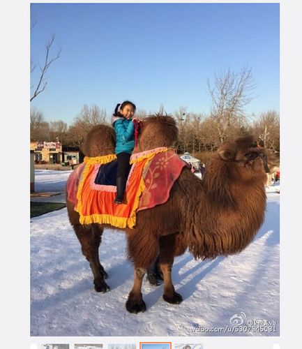 张艺谋爱女雪地玩耍骑骆驼甜笑组图