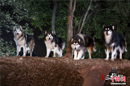 《长安三怪探》阿拉斯加犬演狼 制片方:为尊重观众