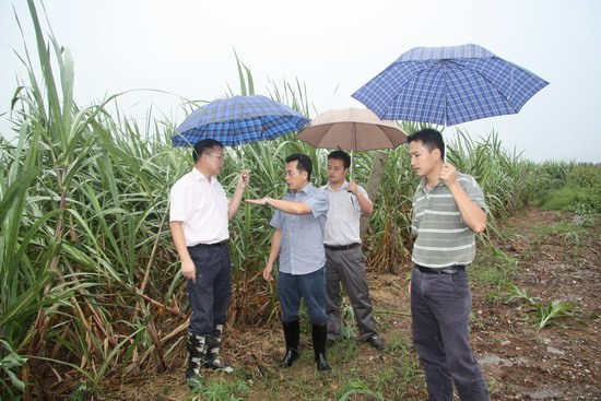 广西崇左江州区副区长赴华侨农场检查台风灾情